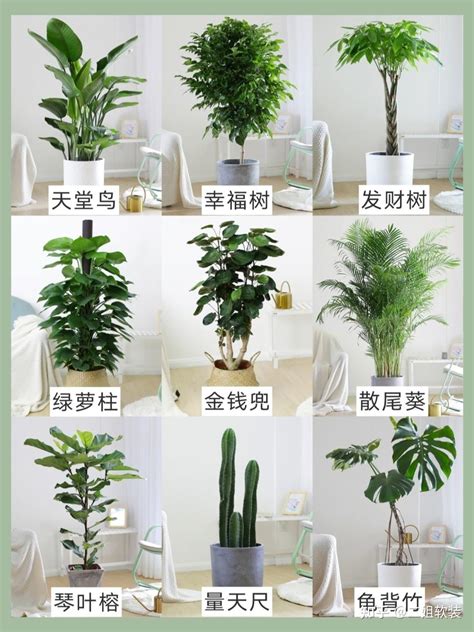 家里植物|20种适合养在室内的家居绿植，让你的家美美的！